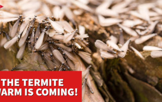 termite swarm mississippi