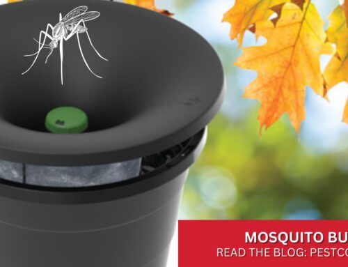 Eliminate Mosquito Woes With Revolutionary Mosquito Buckets